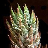 Haworthia coarctata v. adelaidensis (available 8.5cm and 10.5cm Ø)